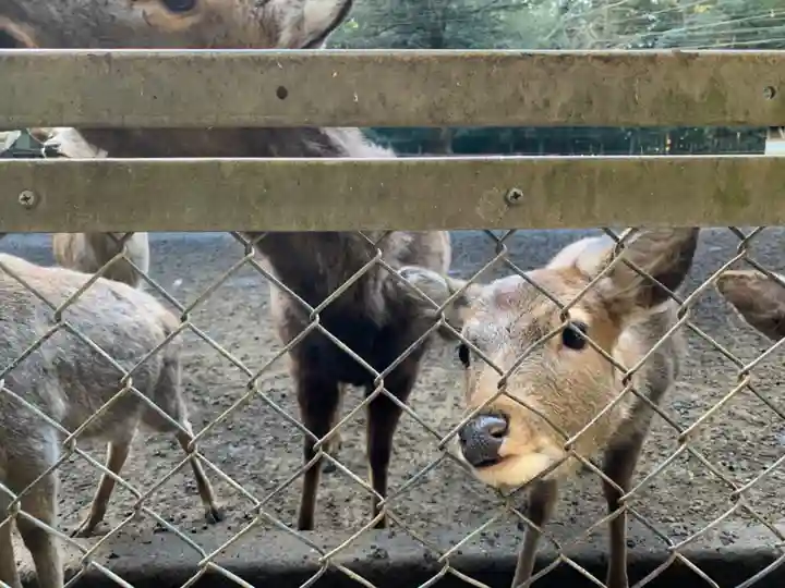 鹿島神宮の動物