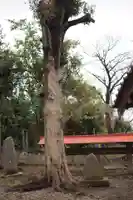 氷川神社の自然