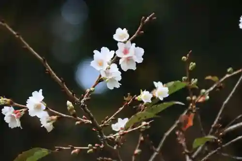 鹿島大神宮の庭園