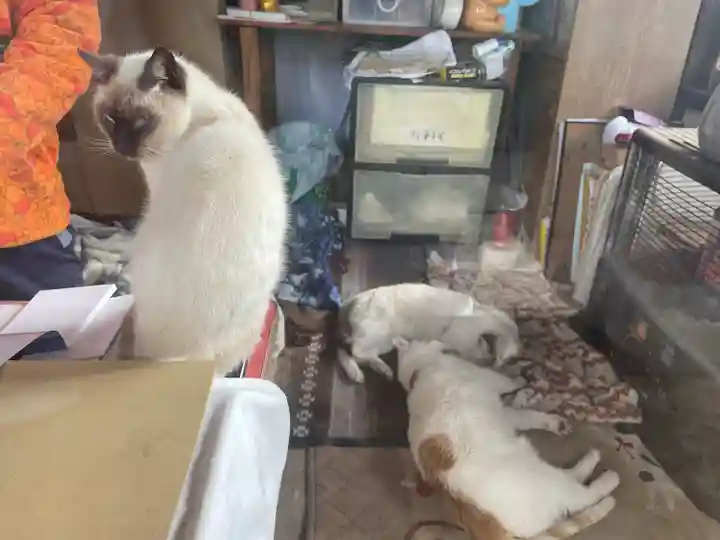大江神社の動物