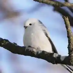 帯廣神社の動物