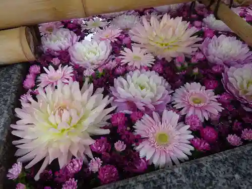 高円寺氷川神社の手水舎