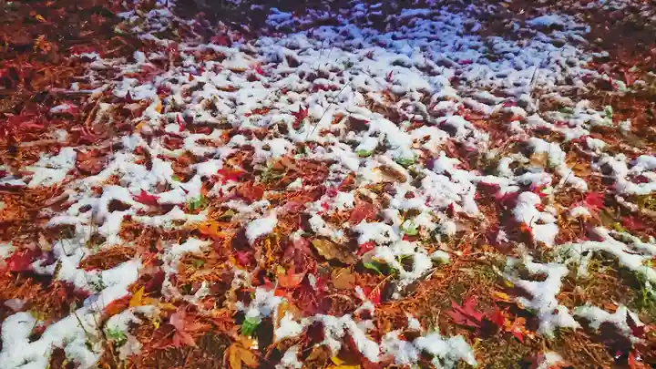 尾張大國霊神社(国府宮)の自然