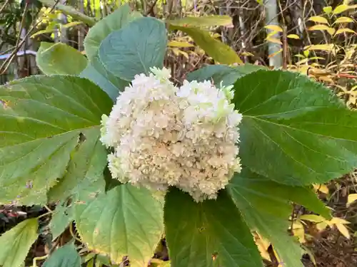 明月院(神奈川県)