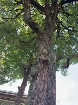 荻窪白山神社(東京都)