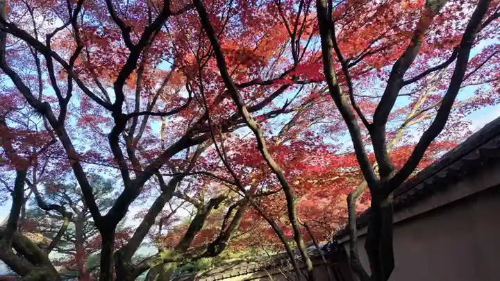 養徳院(京都府)