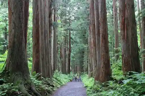 戸隠神社奥社の自然