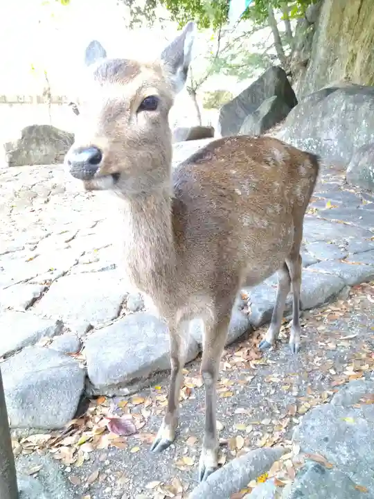 豊国神社 の動物