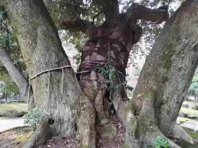 賀茂別雷神社（上賀茂神社）の{uncategorized: "未分類", other: "その他", undefined: "問題あり", building: "その他建物", grave: "お墓", sacred_gate: "鳥居", guardian: "狛犬", statue: "像", buddha: "仏像", history: "歴史", nature: "自然", garden: "庭園", animal: "動物", pagoda: "塔", temizu: "手水舎", mountain_gate: "山門・神門", sanctuary: "本殿・本堂", subordinate: "末社・摂社", art: "芸術", scenery: "景色", jizo: "地蔵", ema: "絵馬", goshuin: "御朱印", omikuji: "おみくじ", items: "授与品その他", amulet: "お守り", goshuincho: "御朱印帳", eats: "食事", festival: "お祭り", votive_dance: "神楽", shichigosan: "七五三参", wedding: "結婚式", experience: "体験その他", initially: "初詣", around: "周辺", anti_infection: "感染症対策"}