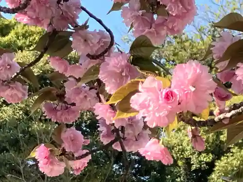 靖國神社の自然