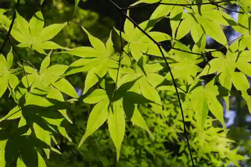 光明寺（粟生光明寺）(京都府)