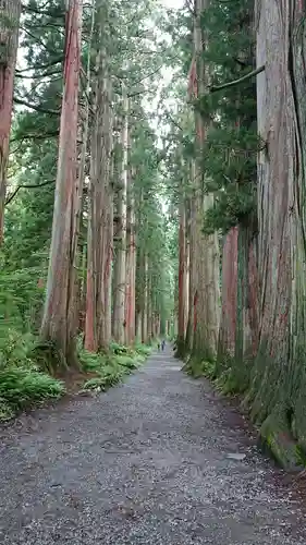 戸隠神社奥社の自然