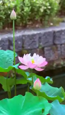 福井神社(福井県)