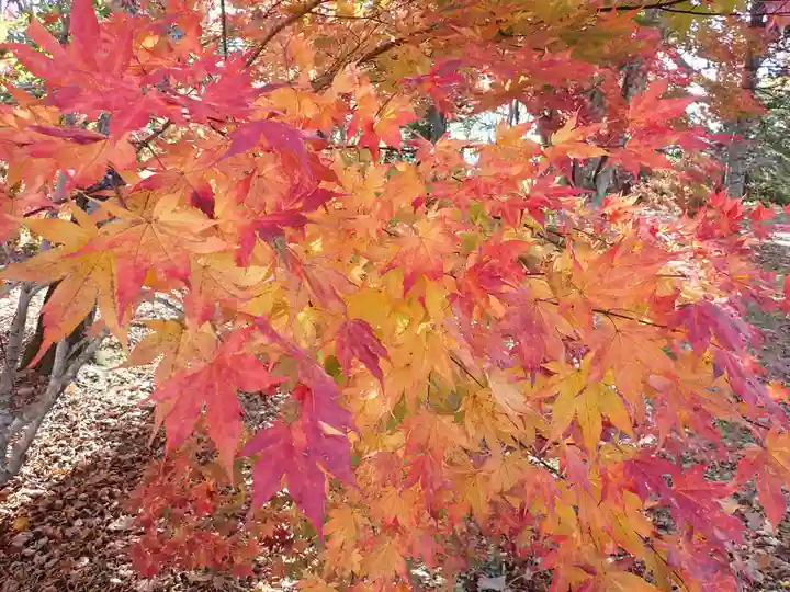 大樹神社の自然