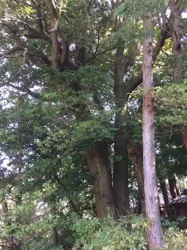 松尾観音寺の自然