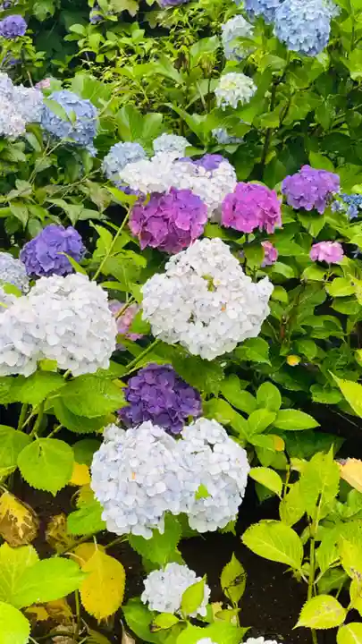 白山神社(東京都)