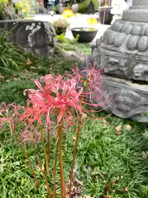 法花院の自然