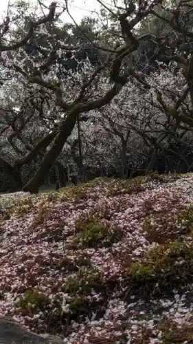 北野天満宮(京都府)