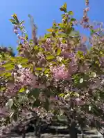 北海道神宮の自然