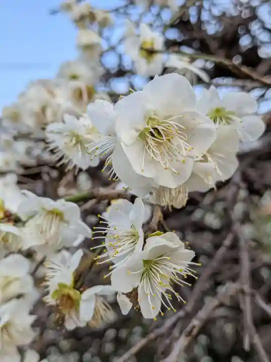 松應寺(東京都)