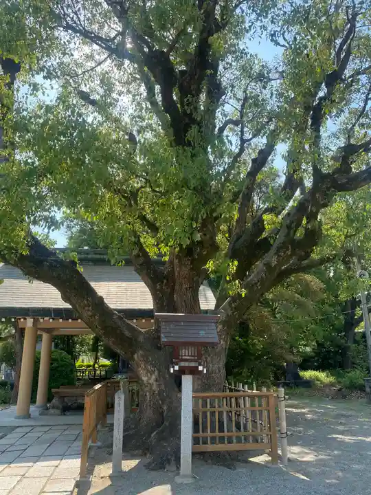 和泉國一之宮 大鳥大社(大阪府)
