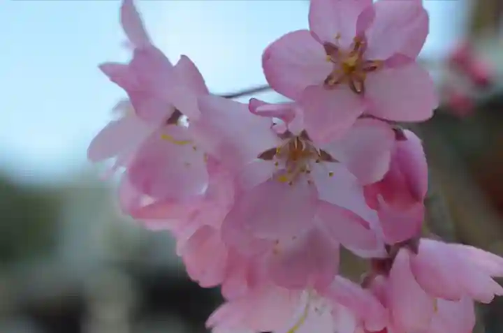 久遠寺(山梨県)