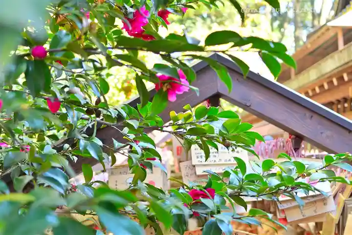 川越氷川神社(埼玉県)