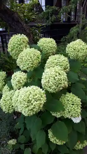 新琴似神社の自然