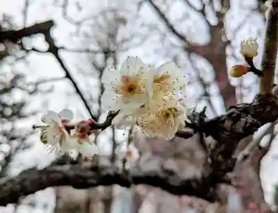 西向天神社(東京都)