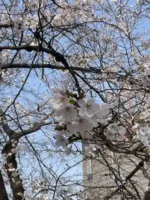 墨染寺（桜寺）(京都府)
