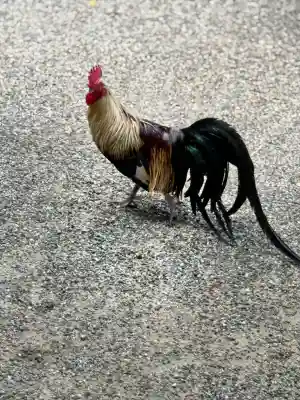 石上神宮(奈良県)