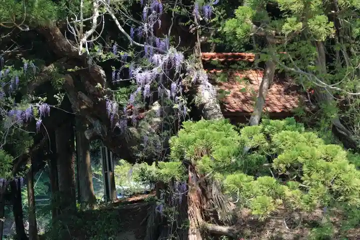 熊野大権現堂の自然