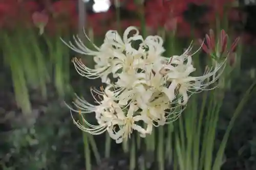 糀谷八幡宮の自然