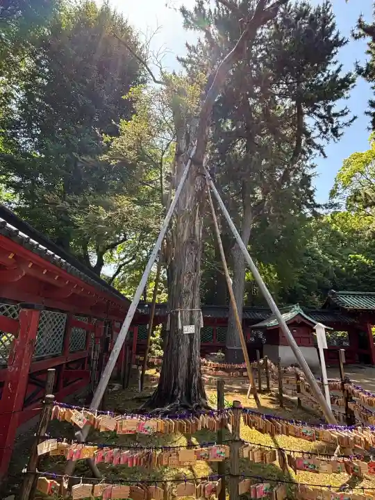 根津神社の{uncategorized: "未分類", other: "その他", undefined: "問題あり", building: "その他建物", grave: "お墓", sacred_gate: "鳥居", guardian: "狛犬", statue: "像", buddha: "仏像", history: "歴史", nature: "自然", garden: "庭園", animal: "動物", pagoda: "塔", temizu: "手水舎", mountain_gate: "山門・神門", sanctuary: "本殿・本堂", subordinate: "末社・摂社", art: "芸術", scenery: "景色", jizo: "地蔵", ema: "絵馬", goshuin: "御朱印", omikuji: "おみくじ", items: "授与品その他", amulet: "お守り", goshuincho: "御朱印帳", eats: "食事", festival: "お祭り", votive_dance: "神楽", shichigosan: "七五三参", wedding: "結婚式", experience: "体験その他", initially: "初詣", around: "周辺", anti_infection: "感染症対策"}