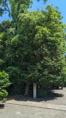 木嶋坐天照御魂神社(京都府)