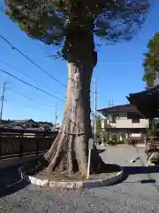 石井神社の自然