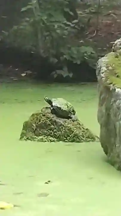 帯廣神社の動物