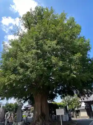 石田寺(東京都)