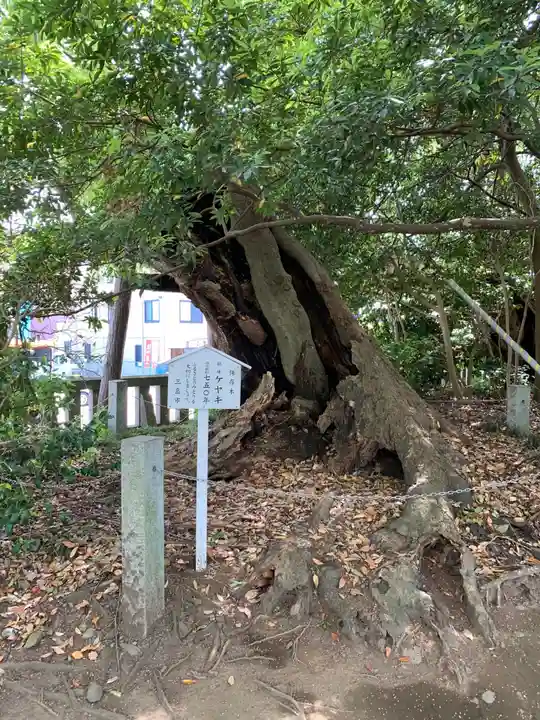 三嶋大社の自然