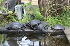 江島神社の動物