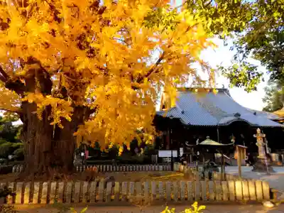 鑁阿寺の本殿・本堂