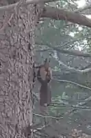 八幡神社の動物