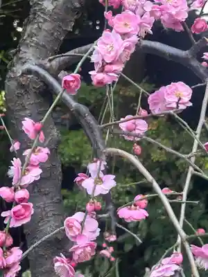 東京大神宮(東京都)