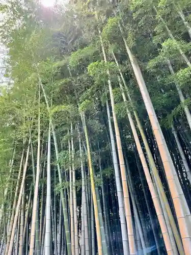 不知森神社の自然
