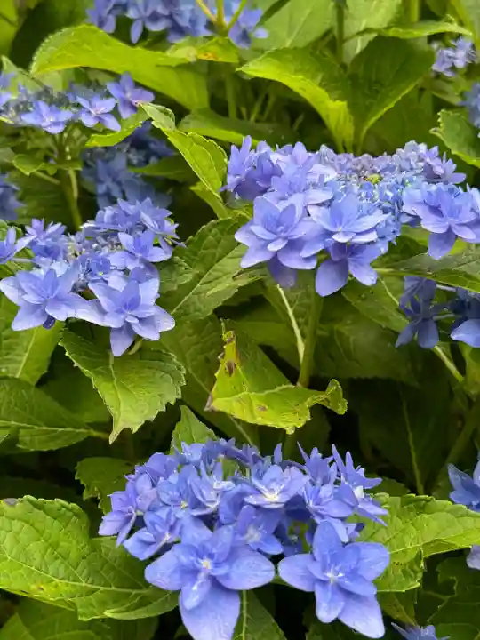 松嶺院(神奈川県)