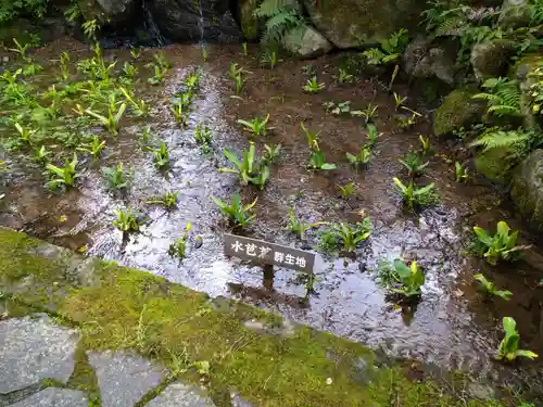 青龍山 吉祥寺の自然