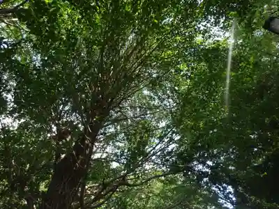 弥生神社の自然