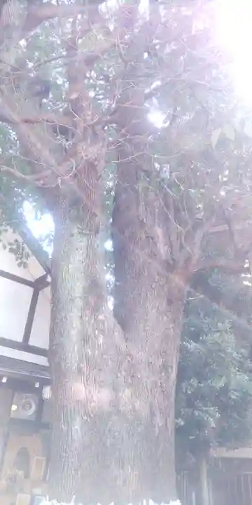 上目黒氷川神社(東京都)