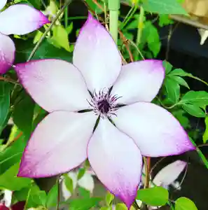 豊景神社の自然(2020年06月09日(火) 06時27分45秒投稿)