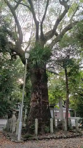 野志里神社の自然